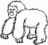 Gorilla Coloring Pages Gorillas Printable Clipart Zoo Cartoon Animal Drawing Print Categories Apes Gif Projects Supercoloring sketch template