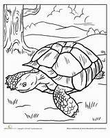 Coloring Tortoise Education Color sketch template