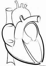 Heart Outline Line Printable Coloring Drawing Pages Medical Clipart Congestive Svg Failure Clip sketch template