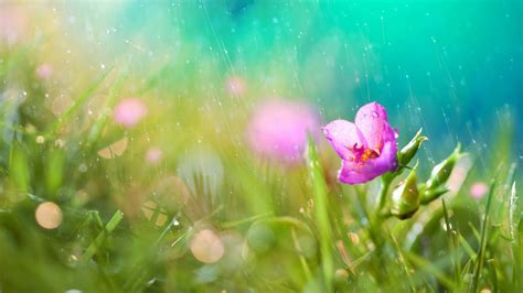 Beautiful Rain HD Wallpapers For Desktop   One HD  