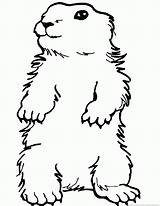 Groundhog Woodchuck Coloring sketch template