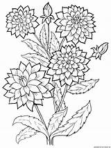 Flowers Coloring Dahlia Plants Pages Drawing Flower Vase Bird Pattern Google Zoeken Choose Board Fruits sketch template