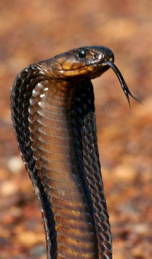 Video What S Scarier Than A Shark How About A Giant Cobra On The