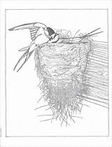 Audubon Birds sketch template