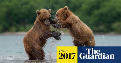 Hungry Bear Crisis Leaves Two People Dead In Russia S Far East