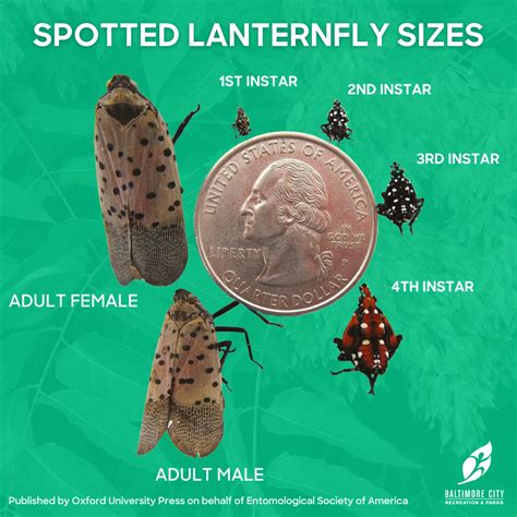 spotted lanternfly faqs department  recreation parks