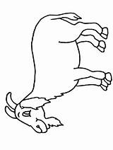 Goat Copii Colorat Goat2 Fise Cabras Hippo2 Colorare Capra Maestrasabry Coloringpagebook Coloringhome Desenat sketch template