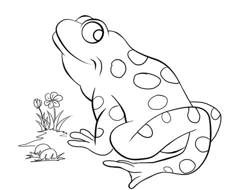 reptile pictures  kids coloring home