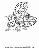 Fliege Ausmalbild Ausdrucken Insekten Malvorlagen sketch template