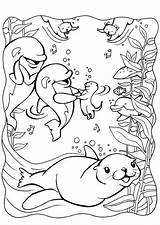 Coloring Dolphins Edupics sketch template