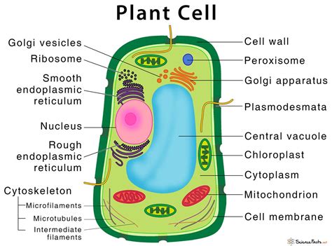plant cell structure parts functions types  diagram