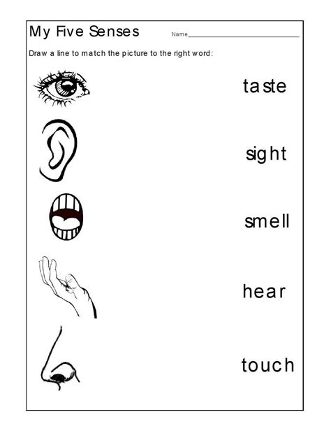 senses worksheet  preschool