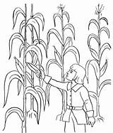 Harvest Coloring Pages Corn Kids sketch template