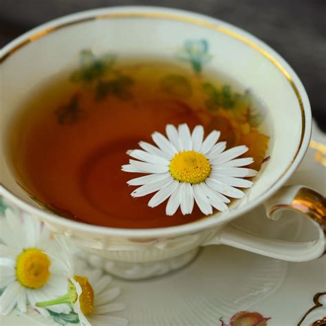chamomile tea health topics nutritionfactsorg