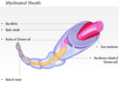 myelinated sheath medical images  powerpoint  graphics