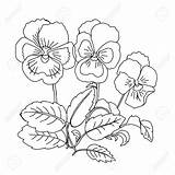 Pansy Sketch Flower Drawing Coloring Clipart Illustration Vector Getcolorings Color Pages Getdrawings sketch template