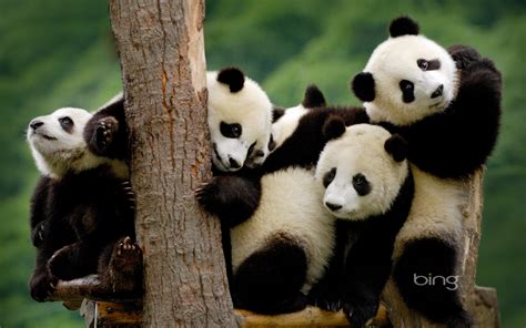 panda hd wallpapers und hintergruende