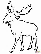 Moose Coloring Pages Elk Clipart Drawing Printable Line Animal Outlines Color Kids Eurasian Animals Bull Print Super Drawings sketch template