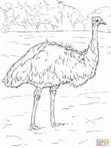 Emu Coloring Realistic Pages Colouring Drawing Australian Printable Bird Animal Sketch Template Super Supercoloring Animals Australia Templates Getdrawings Cartoon Print sketch template