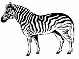 Zebra Coloring Pages Realistic Colouring Animal Printable Animals Pattern Getcolorings Color Print Drawing Getdrawings sketch template