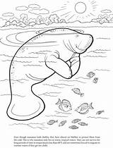 Manatee Coloring Pages Dugong Manati Para Kids Animal Cute Printable Book Another Color Manatees Drawing Outdoors Dover Publications Worksheets Worksheet sketch template
