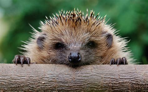 dogwood  rapid decline   british hedgehog