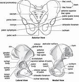 Pelvic Girdle Skeletal System Anatomy Limb Lower Physiology Quiz Upper Joints Previous Review Muscles Girdles sketch template