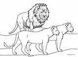 Lew Lioness Cool2bkids Kolorowanki Kolorowanka Dzieci Dla Zoo Lions Ikke Sannheter Visste Animals Printable Druku sketch template