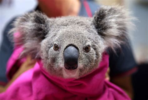Report Says Over 5 000 Koalas Died In New South Wales Fires
