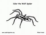 Spider Coloring Wolf Pages Colouring Printable Invertebrates Library Clipart Web Popular sketch template
