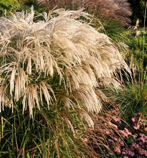 miscanthus sinensis kaskade chinese silver grass