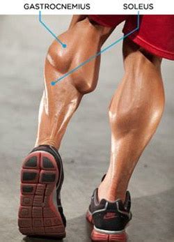 building  calf muscles pro trainer