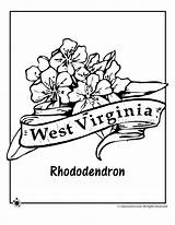 Flower Coloring Virginia State West Rhododendron Drawing Pages Indiana Template Kids Printable Classroomjr Getdrawings Woo Jr Activities sketch template