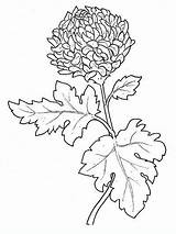 Crisantemo Chrysanthemum Crizantema Toamna Fiori Disegnidacolorareperadulti Coloringpagesforadult Gradinita sketch template