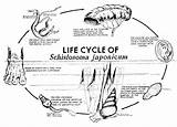 Schistosoma Mansoni Lecture Flukes Blood sketch template