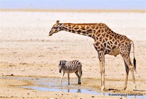 giraffe  zebra   pan etosha national park  namibia african