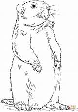Groundhog Woodchuck Marmotte Coloriage Dessin Prateria Marmota Debout Colorir Groundhogs Bellissimo Imprimer Maternelle sketch template