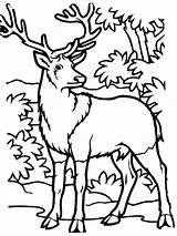 Elk Chevreuil Hunter Clipartmag Zapisano Coloringhome sketch template