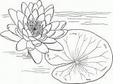 Coloring Lily Pad Pages Water Flower Library Clipart sketch template