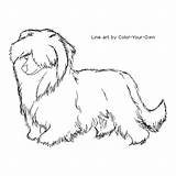 Chinese Crested Powderpuff Dog Color Coloring Pages Own Drawing Index Line Musings Inkspired sketch template