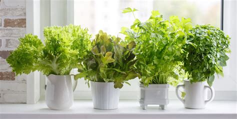 indoor herb garden ideas   add   kitchen