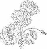 Coloring Rose Bush Pages Roses Printable Brabant Duchesse Drawing Intricate Supercoloring Plant Flower Flowers Clipart Designlooter Getdrawings Drawings Thorns Bushes sketch template