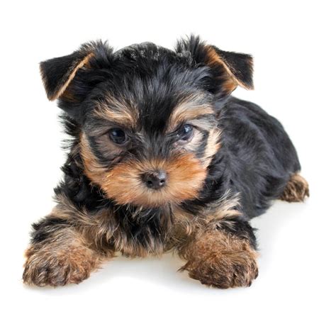 yorkshire terrier dog breed information pictures