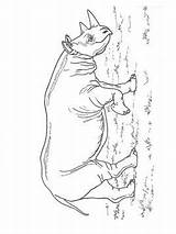 Neushoorn Nashorn Rhinoceros Rhino Maak Ausmalbilder Persoonlijke Ausmalbild sketch template