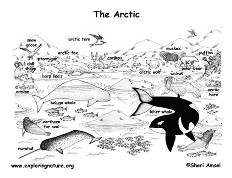 arctic animals labeled coloring nature