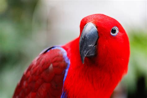 types  talking parrots