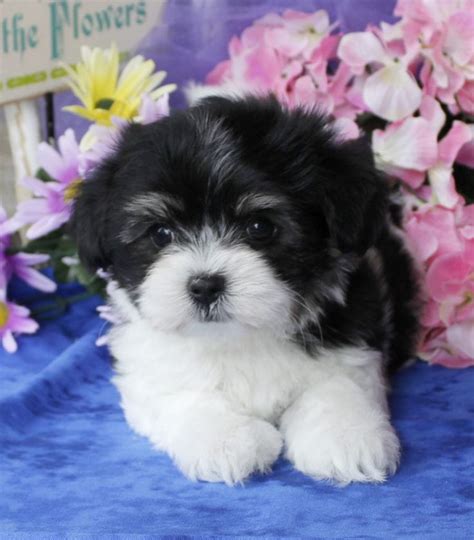 havanese puppies puppy  saledogs breeders breeds family kids