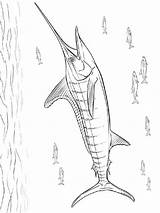 Coloring Marlin Pages Fish Printable sketch template