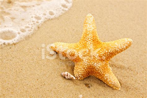 starfish stock photo royalty  freeimages