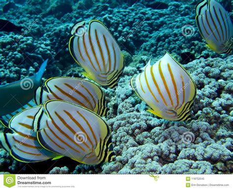 school  ornate butterfly tropical fish eating  coral stock image